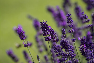 Lavender growing in summer garden closeup