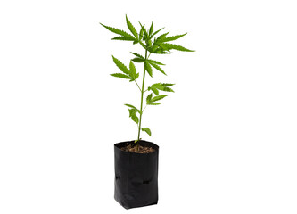 Marijuana leaves  Cannabis on a white background isolated,   Cannabis Plant Growing.