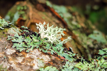 moss grows on a tree. green natural background