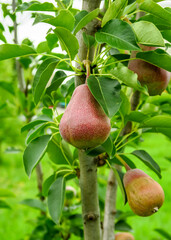 red young pears grow and ripen on a pear tree in an orchard. gardening and pear cultivation concept