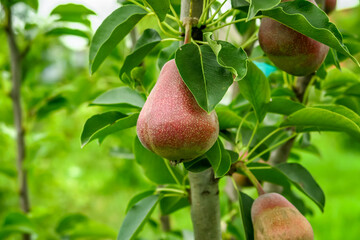 red young pears grow and ripen on a pear tree in an orchard. gardening and pear cultivation concept