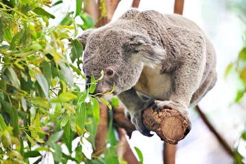 Koala im Eukalyptusbaum