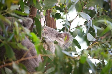 Koala im Eukalyptusbaum