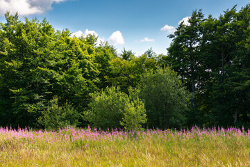 meadow with blooming wild herbs near the forest. carpathian landscape on a sunny summer day. environmental friendly nature background