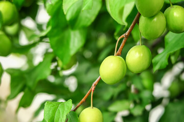 cherry plum grows and ripens on a branch of a plum tree. plum cultivation concept