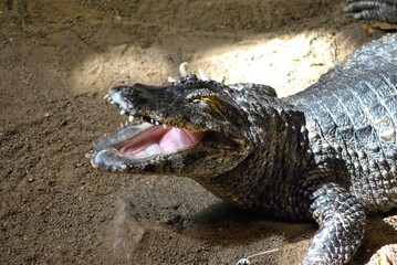 alligator 