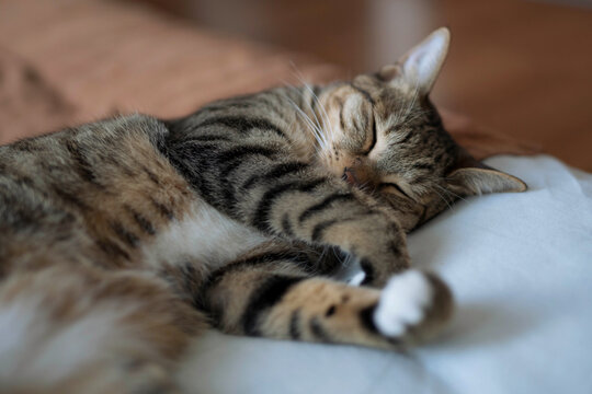 Bengal-Katze Images – Browse 61 Stock Photos, Vectors, and Video ...