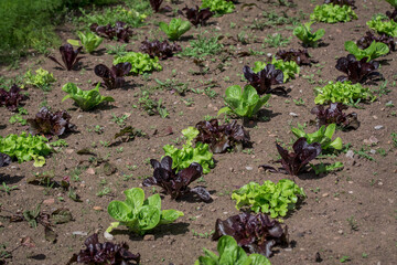 Fresh Green leaf lettuce plant in the farm