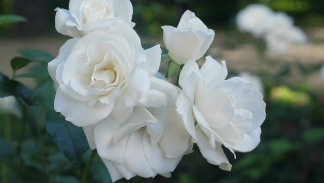 White roses growing in the garden. Closeup