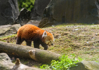 Red panda, Lesser panda is walking