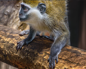 Grivet Monkey with white line above the eyes and white whiskers on the cheeks. Watching of wild animals