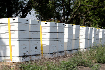 Obraz premium Unique apiary from polyfoam. New technology for growing bees. Honey bees. Ecological honey production.