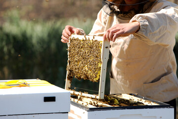 The beekeeper takes the honeycomb out of the evidence. Production of ecological honey. Download...