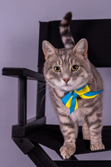 Patriot cat from Ukraine.
Beautiful striped gray cat.
Funny gray cat with expressive eyes and with the Ukrainian flag.
Portrait of a cat from Ukraine. 