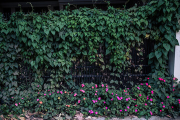 ivy covered gate