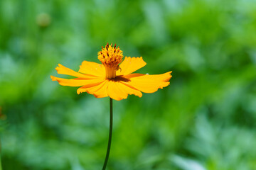夏の日差しを浴びるキバナコスモス