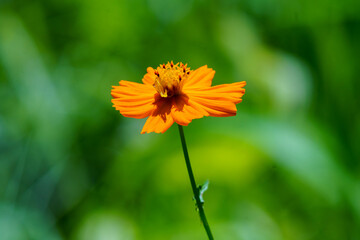 夏の日差しを浴びるキバナコスモス