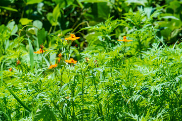 夏の日差しを浴びるキバナコスモス
