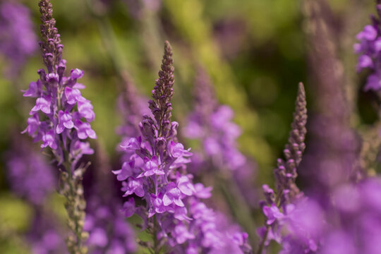 Purple Toadflax - Linaria purpurea .Tall Purple Flower