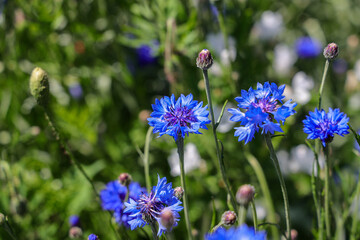 Centaurea cyanus, commonly known as cornflower or bachelor's button, is an annual flowering plant in the family Asteraceae native to Europe.