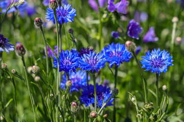 Centaurea cyanus, commonly known as cornflower or bachelor's button, is an annual flowering plant in the family Asteraceae native to Europe.