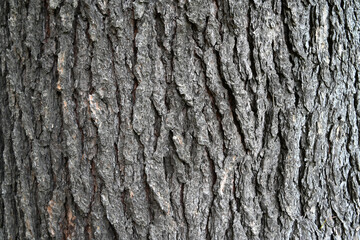 テクスチャ―　ヒマラヤ杉の樹皮　texture of the bark of Himalayan cedar(Cedrus deodara)