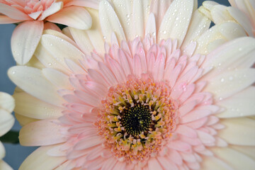 Pink gerbera daisy flower, spring nature beauty
