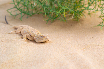 Naklejka premium Phrynocephalus lizard lies on a desert sand under the green bush
