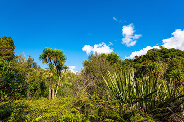 Obraz premium Tropical lush vegetation