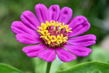 Obraz premium Purple Zinnia flower 