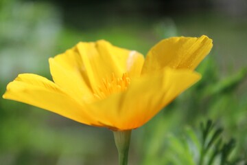 Yellow California Poppy flower 