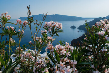 Nerium oleander flowers, in Oia, Santorini Greece