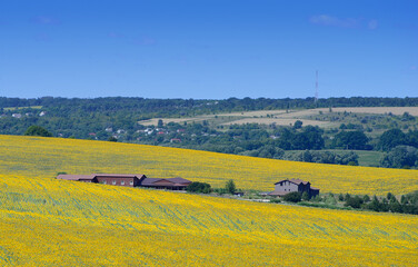 It's a hot July day. Sunflowers and trees grow in the hilly area. The sky is blue and the...