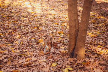 A small squirrel gnaws a nut near a tree in an autumn park with yellow foliage. Nature and animals.