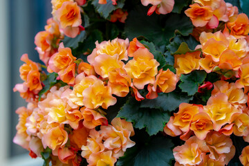 Selective focus of yellow orange flower Begonia evansiana with green leaves in the dargen, Begonia is a genus of perennial flowering plants in the family Begoniaceae, Nature floral background.
