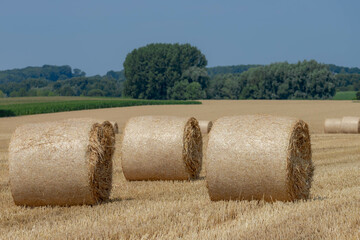 Rolled of barley hay on slope hilly farmland, Harvested straw bales, Livestock in the farm in summer, To keep to feed animals in the farm in winter, Countryside agriculture in Limburg, Netherlands.