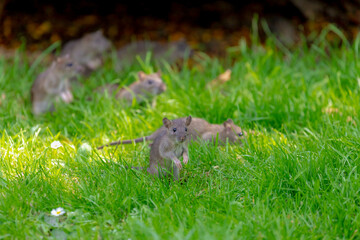 Selective focus a little wild rat with the group on green grass meadow in the park, Rats are...