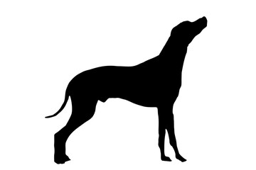 The silhouette of the Dalmatian's body, standing on the side