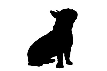 Silhouette of the body of a French bulldog sitting on the side - 518757188