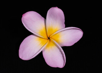 Fototapeta na wymiar Close up of one pink frangipani flower on a black background