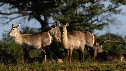 Naklejka na ściany i meble A group of waterbuck cows standing in the early morning sun