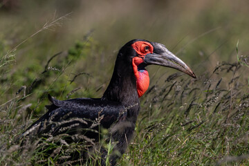 red billed hornbill feeding in long grass