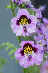 Butterfly Flower, schizanthus commonly called as Poor Man's Orchid, colorfull annual flowers blooming in the summer garden, ornamental plants concept