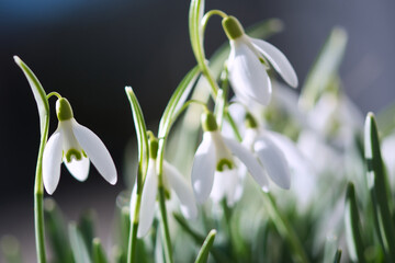 Snowdrop flowers in bloom close up, blooming in the sunshine in the spring garden, new life and hope concept