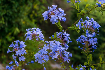 Blooming bush plumbago auriculata with pale blue flowers