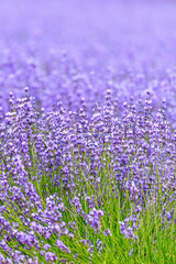 Naklejka premium 北海道南上富良野町、夏を彩る満開のラベンダー【7月】