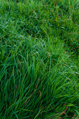 Meadow with green juicy long grass covered with droplets after a thunderstorm