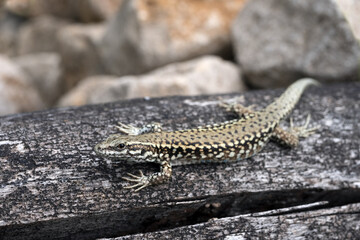 Mauereidechse in ihrem Habitat