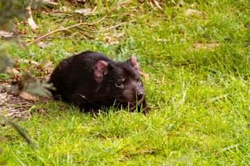 Closeup view of a Tasmanian Devil, an uncommon Australian small mammal now very rare in the wild.