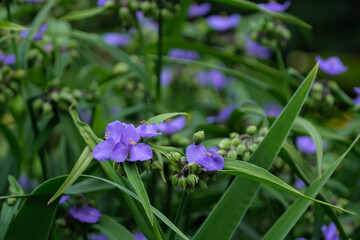 Close up of a violet purple spiderwort Tradescantia Virginiana flower bloom with a closed bud